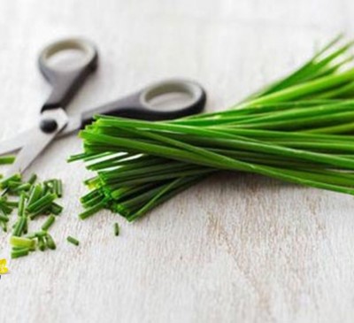 Chives  (Allium schoenoprasum) 